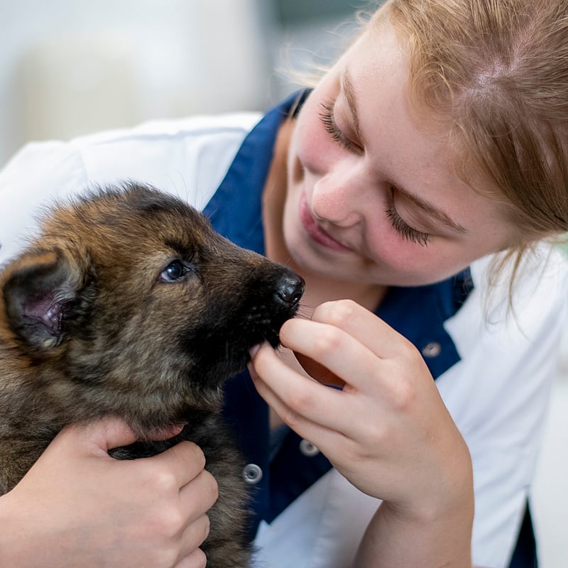 Photo of Krista Kamminga, Paraveterinair